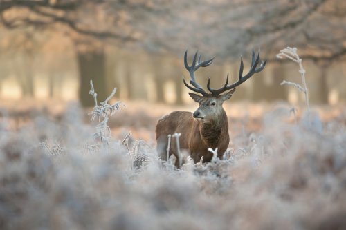 Red deer in winter - 901149545