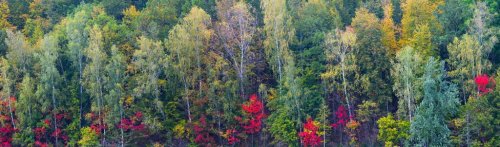 Autumn forest foliage bright colorful long big panorama background - 901149574