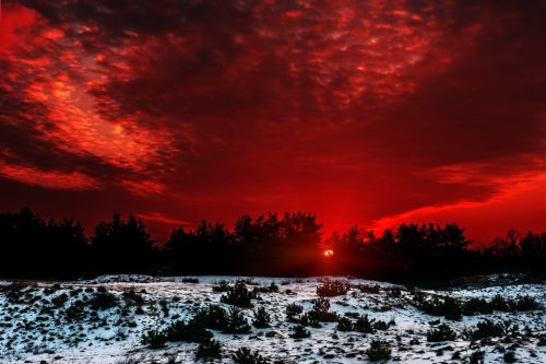 Fiery orange sunset . winter forest at sunset. - 901149656