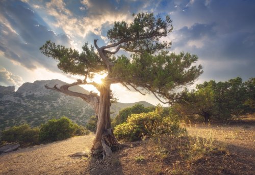 Summer landscape with old tree with green leaves in mountain forest at sunset. Beautiful scene with tree, colorful foliage, mountains, trail and blue cloudy sky with sun in park in the evening. Nature