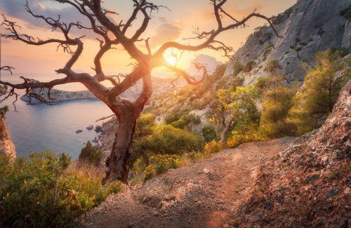 Tree on the mountain at sunrise. Colorful landscape with old tree, sea, trail... - 901149663