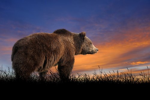 Bear on the background of sunset sky - 901149679