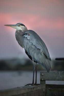 Great Blue Heron - Ardea Herodias close-up at sunset. Shoreline Park, Mountai... - 901149719