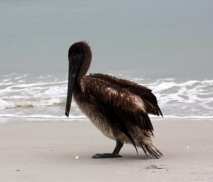 Pelican on the Beach