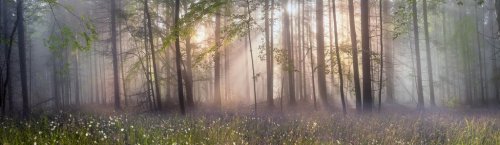 Magic Carpathian forest at dawn - 901149819