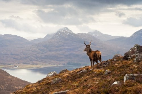 Wild stag, Scottish highlands - 901149827