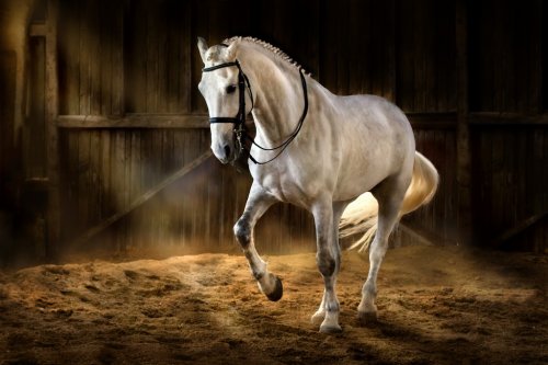 White horse make dressage piaff  in dark manege with dust of sand - 901149882