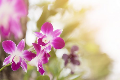 Orchid Flower Purple Floral Blossom Decoration - 901149923