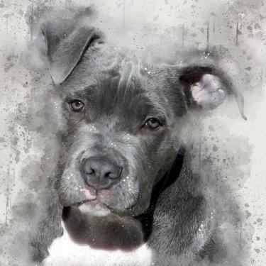 Pit Bull Dog Watercolour Splatter Effect Dog - 901149930