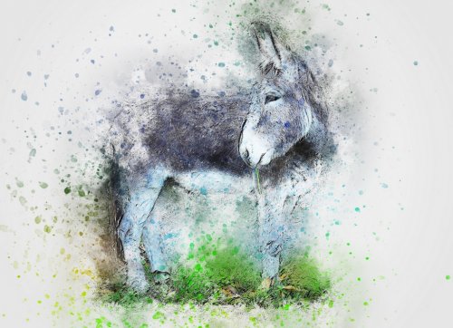 Donkey Animal Art Abstract Watercolor Vintage - 901149932