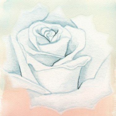 Rose Background Watercolor Blue Pink Pastel Soft - 901149935