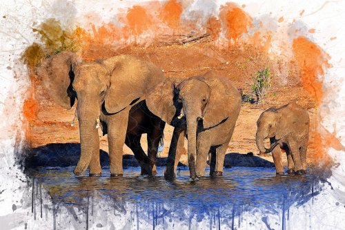 Elephants Animal Art Abstract Watercolor Vintage