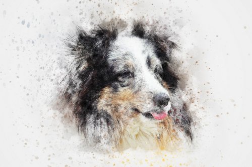 Dog Shetland Pet Art Abstract Watercolor Vintage - 901149949