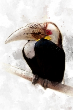 Hornbill Bird Animal Tropical Rainforest Fauna - 901149961