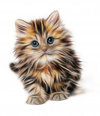 Kitten Mammal Animal Young Cat Domestic Cute