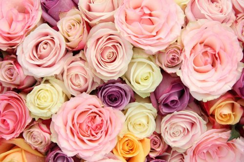 Mixed pastel roses - 901150076