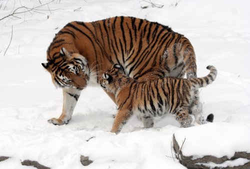 Tiger Siberian Tiger Tiger Baby - 901150230