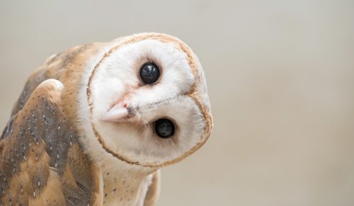 common barn owl ( Tyto albahead ) close up - 901150301