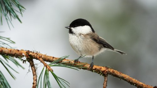 Lovely willow tit - 901150306