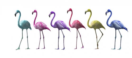 Bird flamingo walking on a white background , flamingo isolated on white back... - 901150308