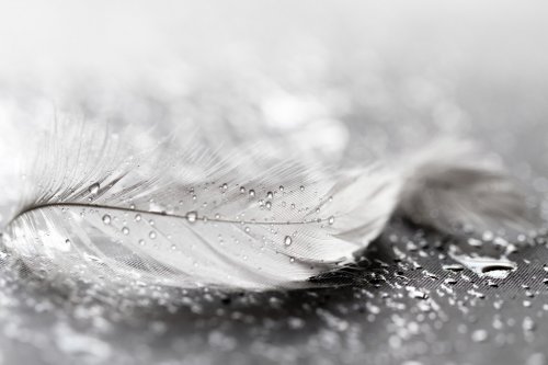 White feather with water drops - 901150317