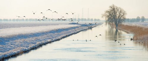 Birds flying over a snowy canal in winter
