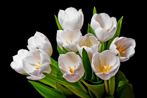 white tulips isolated on black background - 901150343