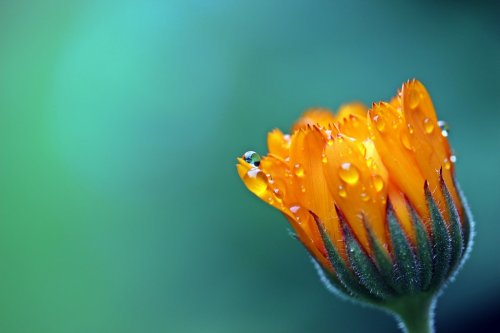 Orange Petaled Flower - 901150395