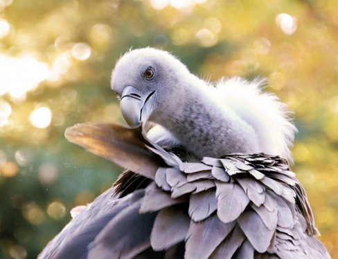 Vulture Zoo Bird Nature Animal Beak Wings - 901150478