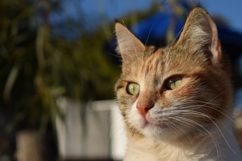 Cat Stray Animal Cute Face Eyes Street Portrait - 901150479