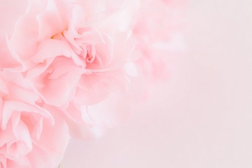 Pink Carnation Flowers Bouquet. soft filter. - 901150507