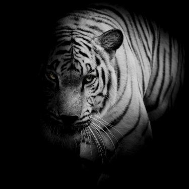 White tiger isolated on black background - 901150645