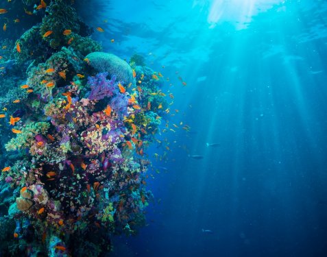 Colorful underwater reef with coral and sponges - 901150650