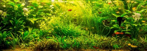 Ttropical freshwater aquarium with fishes - 901150653
