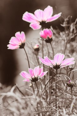 Bright-colored cosmos flowers in vintage black and white background.