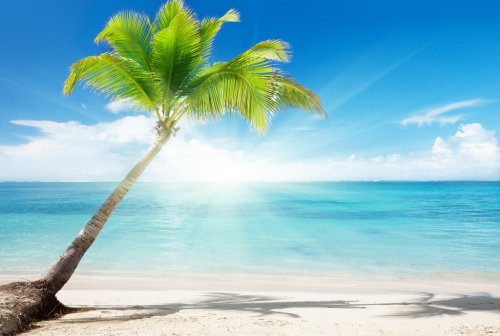 Caribbean sea and coconut palm