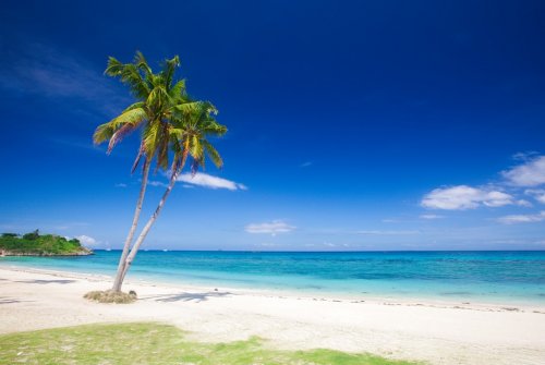 beach and coconut plm tree - 901151022