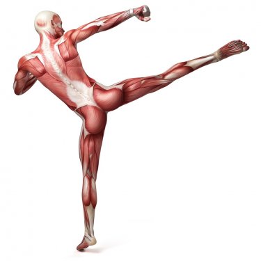 medical 3d illustration of the male muscular system - 901151100