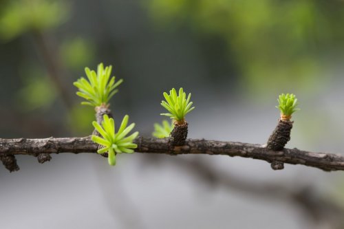 Budding spruce branch, springtime forest. macro view, soft focus background, ... - 901151101
