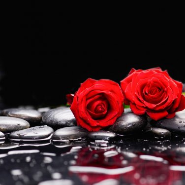 Two Red rose and therapy stones-black background