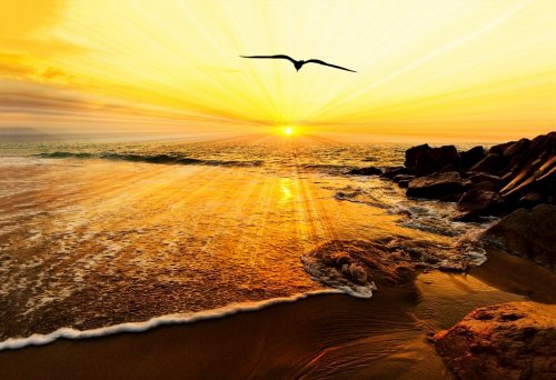 Sunset Ocean Bird Silhouette - 901151134
