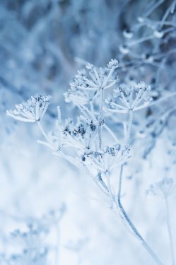 delicate openwork flowers in the frost. Gently blue frosty natural winter background. Beautiful winter morning in the fresh air. Soft focus.
