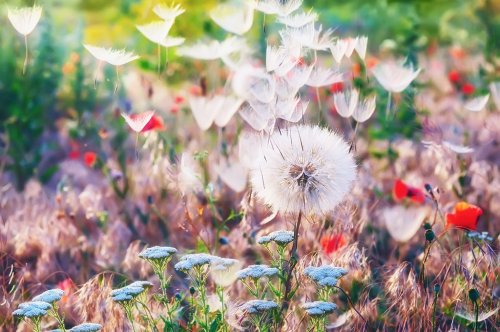 A glade with different colors, a gentle fluffy dandelion and flying fuzz. A warm beautiful joyful image, a sunny pleasant light. A beautiful summer, spring natural look.
