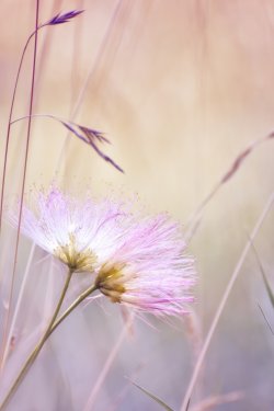 Two gentle pink fluff flowers nestled against each other on a gentle soft bac... - 901151150