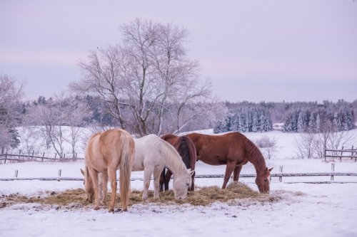 Winter view of the farm. Horses are mowing hay, the fir trees are covered wit... - 901151177