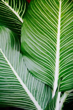 Palm Frond Leaf Exotic Palm Tree Palm Fronds - 901151192