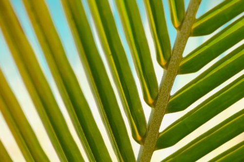 Plant Leaf Macro Palm Summer Leaves Tropical - 901151195