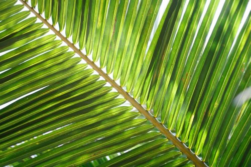 Coconut Leaf Palm Tropical Green - 901151197