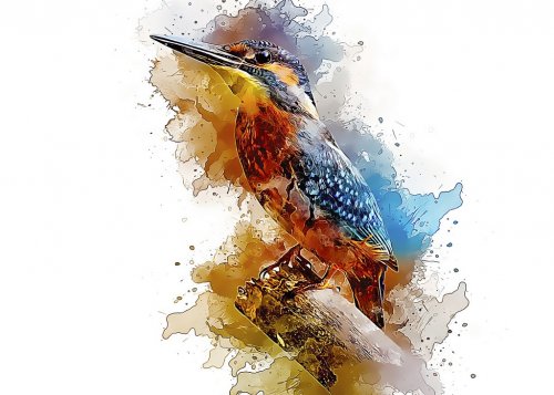 Alcedo Atthis Common Kingfisher Bird Small Perched - 901151202