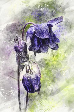 Columbine Flower Plant Purple Garden Nature - 901151214
